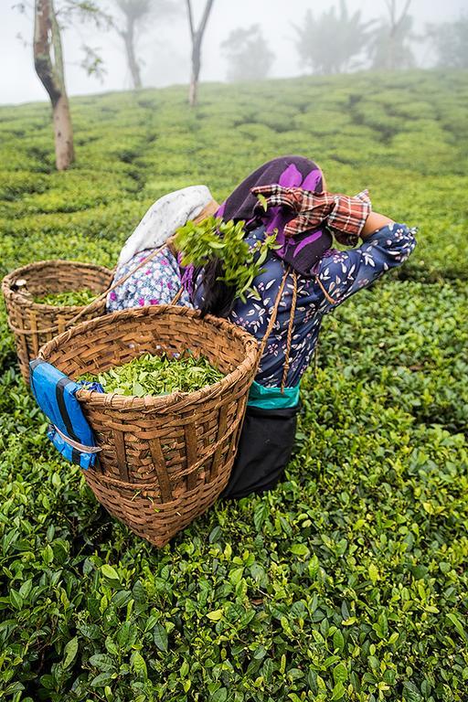 Ging Tea House Konuk evi Darjeeling  Dış mekan fotoğraf