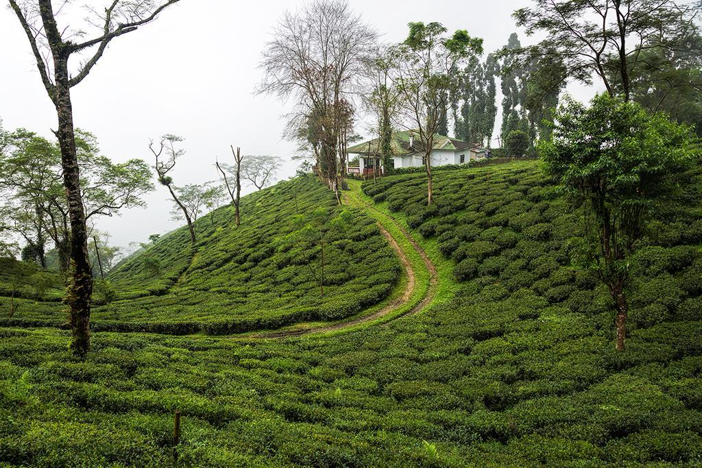 Ging Tea House Konuk evi Darjeeling  Dış mekan fotoğraf